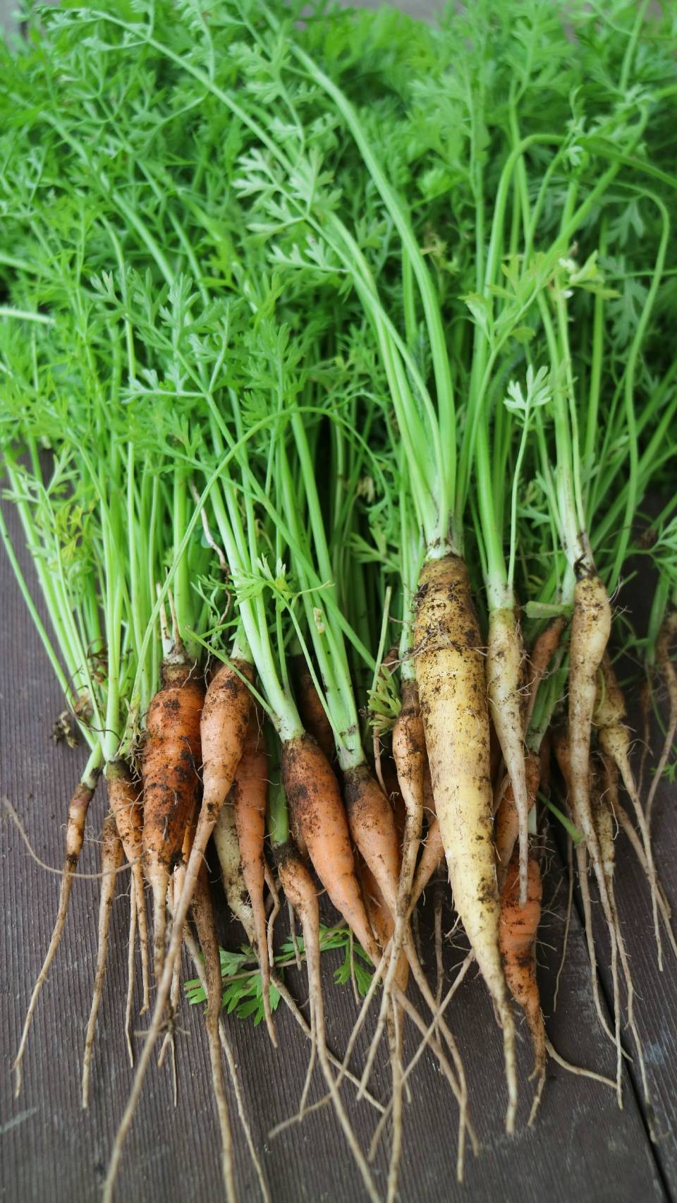 エースベジー無農薬人参。栃木県小山市で栽培カラフルニンジン。土づくりからこだわりを、泥付き人参。自家製堆肥で人参のための土づくりをしています。